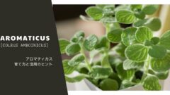 アロマティカス[Plectranthus amboinicus]