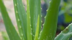 アロエ・ベラ[Aloe vera]