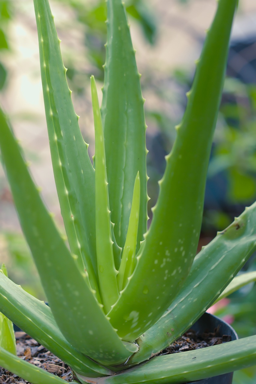 アロエ・ベラ[Aloe vera]