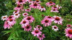エキナセア(ムラサキバレンギク)[Echinacea purpurea]