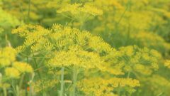 ディル(イノンド)[Anethum graveolens]
