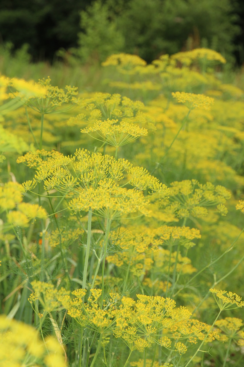 ディル(イノンド)[Anethum graveolens]