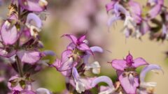 クラリセージ[Salvia sclarea]