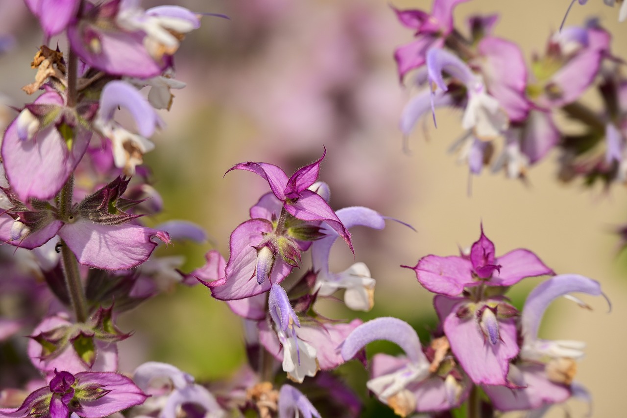 クラリセージ[Salvia sclarea]
