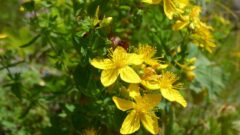 セントジョンズワート[Hypericum perforatum]