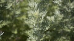 ワームウッド(ニガヨモギ)[Artemisia absinthium]