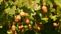 オーク(ナラ)[Quercus spp.]