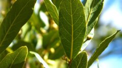 ローレル(ゲッケイジュ)[Laurus nobilis]