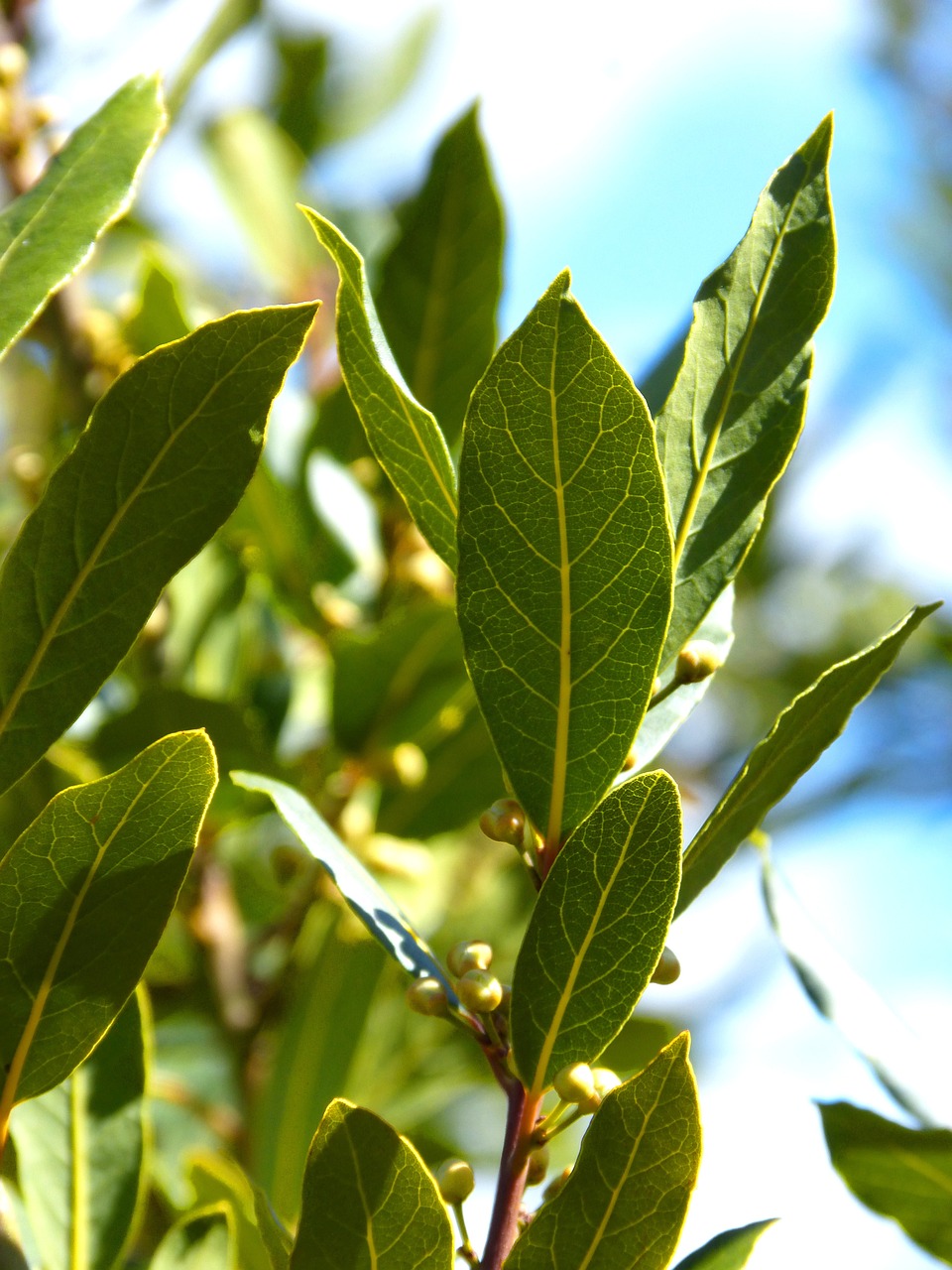 ローレル(ゲッケイジュ)[Laurus nobilis]