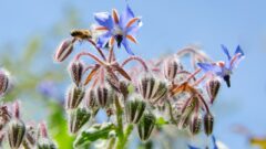 ボリジ(ルリジサ)[Borago officinalis]