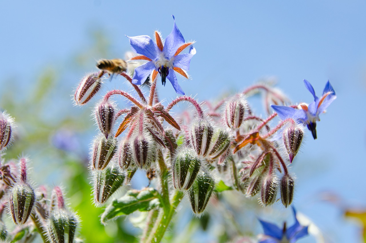 ボリジ(ルリジサ)[Borago officinalis]