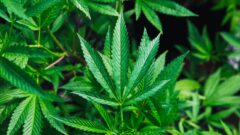 マリファナ(大麻)[Cannabis spp.]