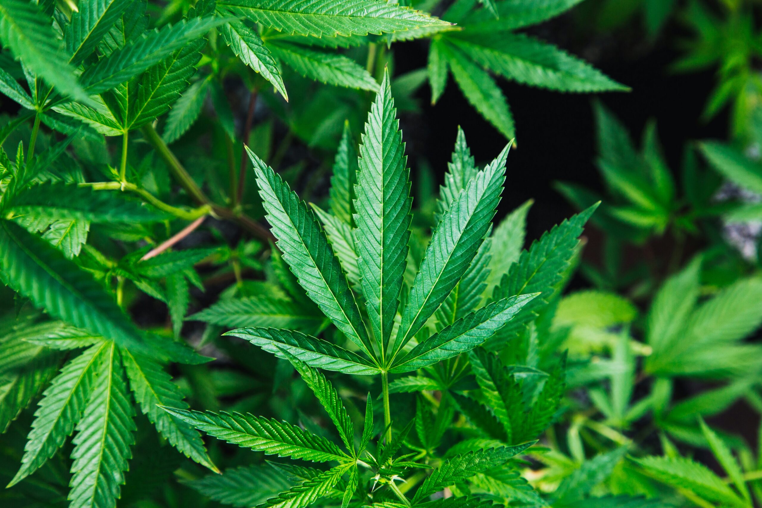 マリファナ(大麻)[Cannabis spp.]