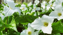 トリリウム(エンレイソウ)[Trillium spp.]