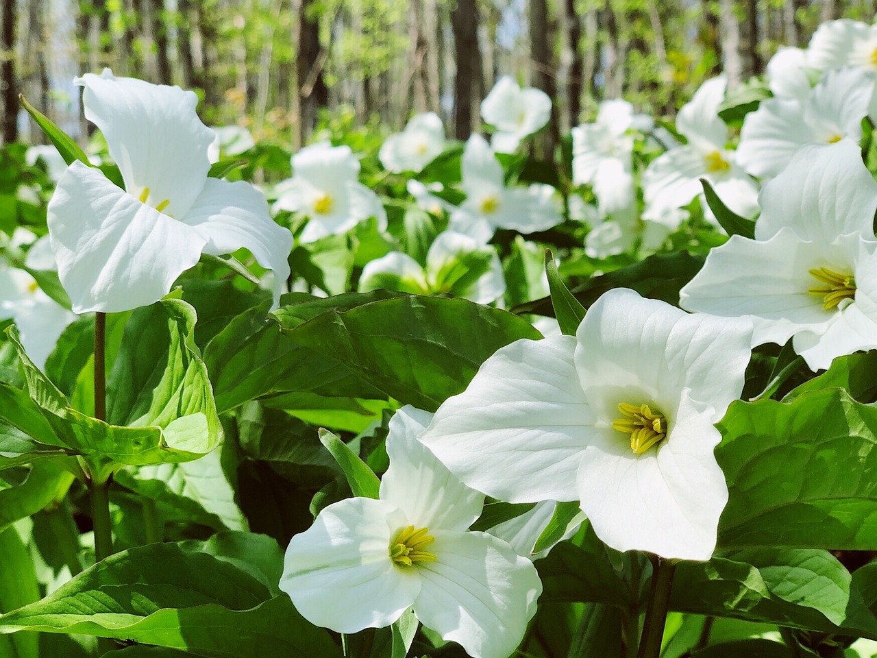 トリリウム(エンレイソウ)[Trillium spp.]