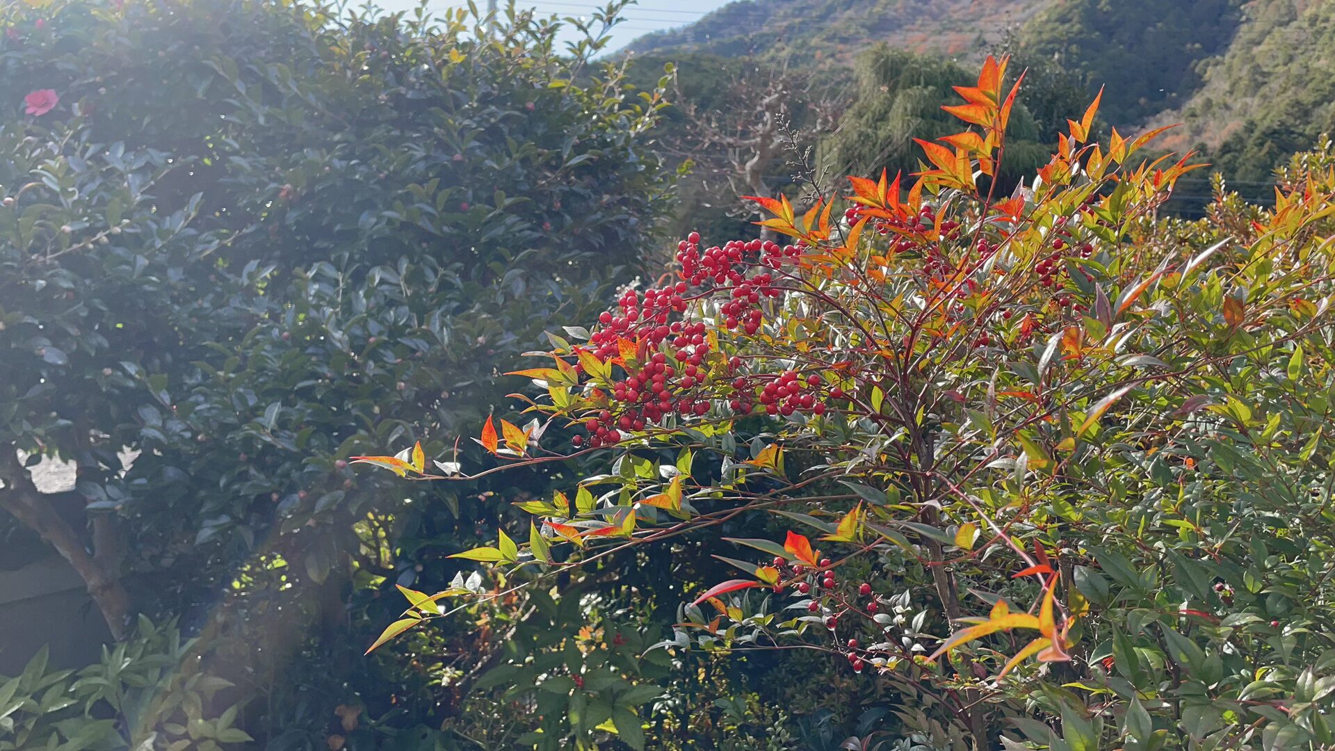 ナンテン[Nandina domestica]