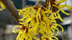 マンサク[Hamamelis japonica]