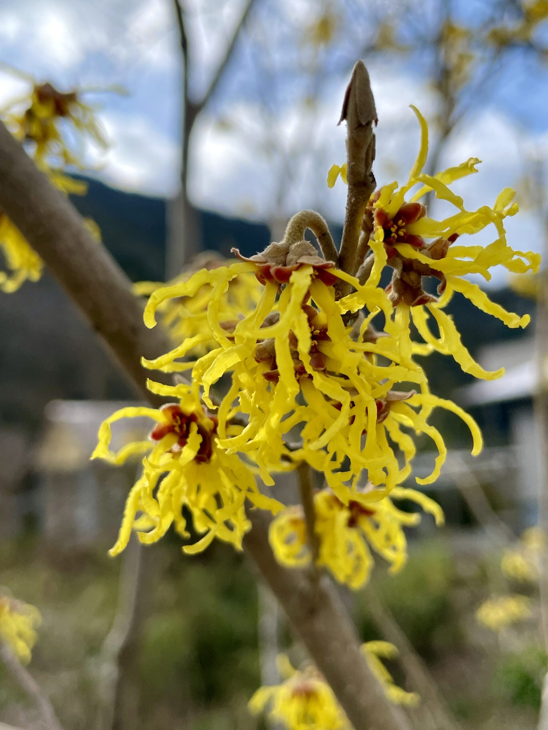 マンサク[Hamamelis japonica]