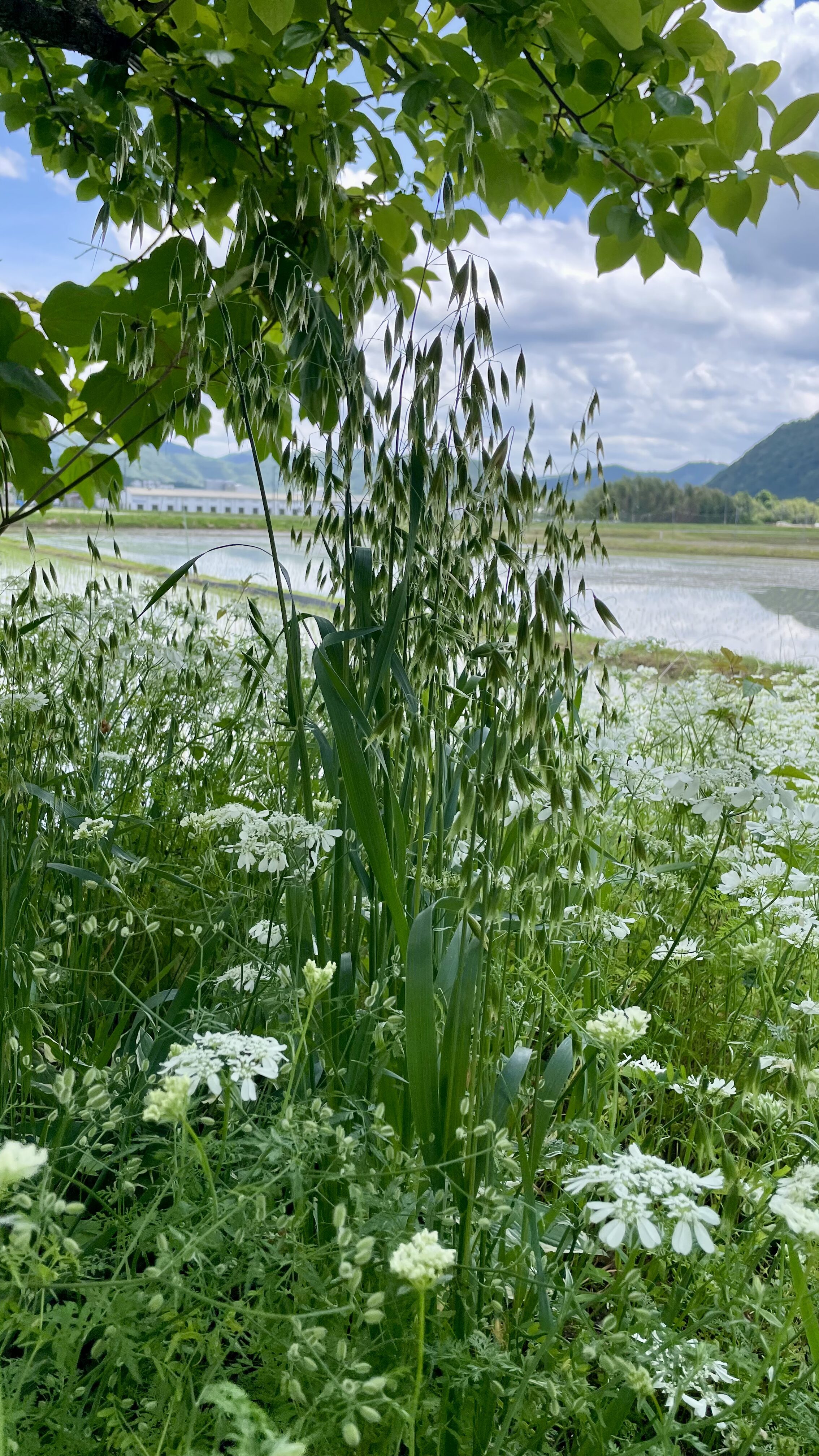 オーツ[Avena sativa]