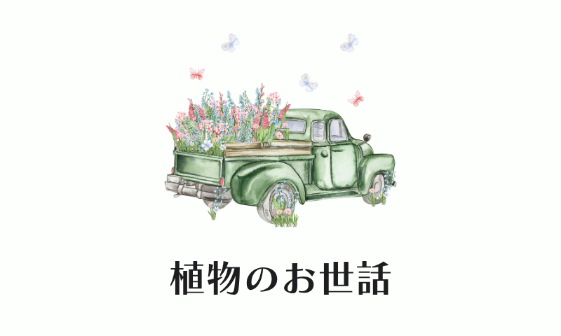 植物の管理・育て方